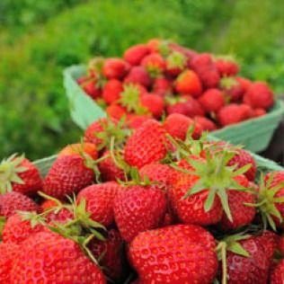 Fresh strawberries in green cardboard containers against a blurred green background.