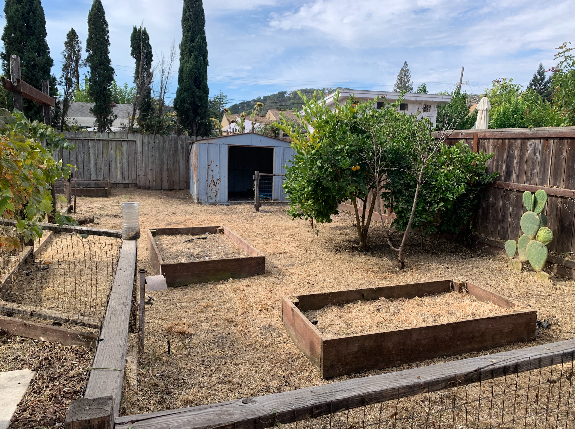 A backyard with a fence , a shed , and a cactus.