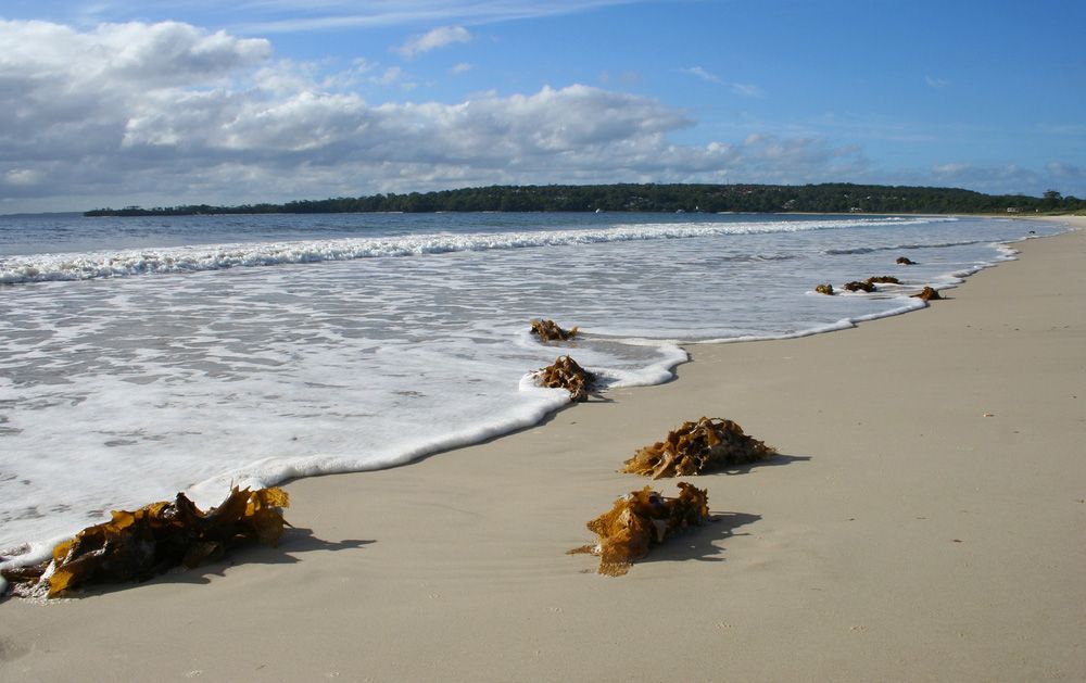 Seaweed At The Beach — Garage Doors in Vincentia, NSW