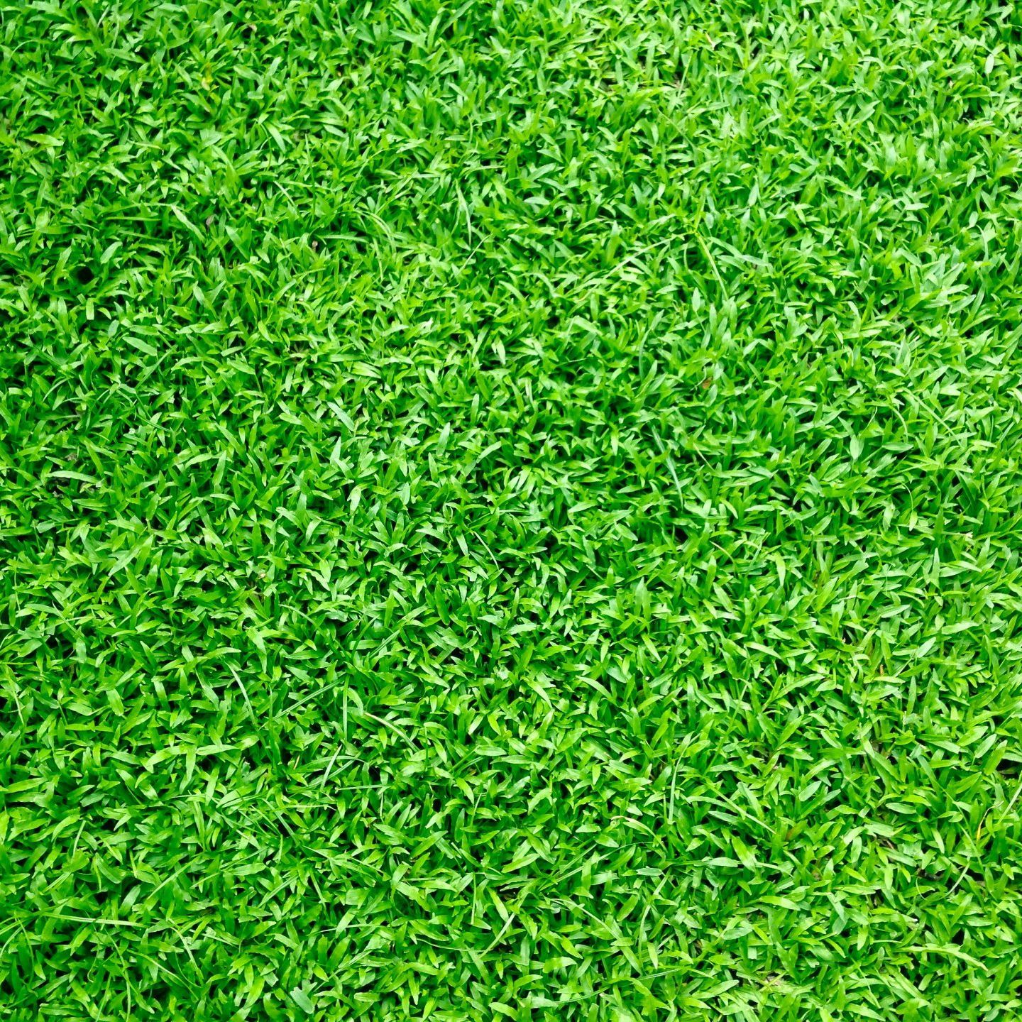 a close up of a lush green field of grass .