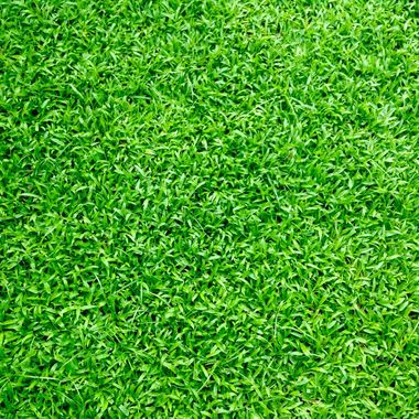 a close up of a lush green field of grass .