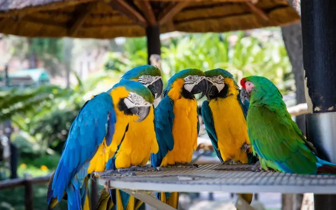 My Ten Years at Auckland Zoo