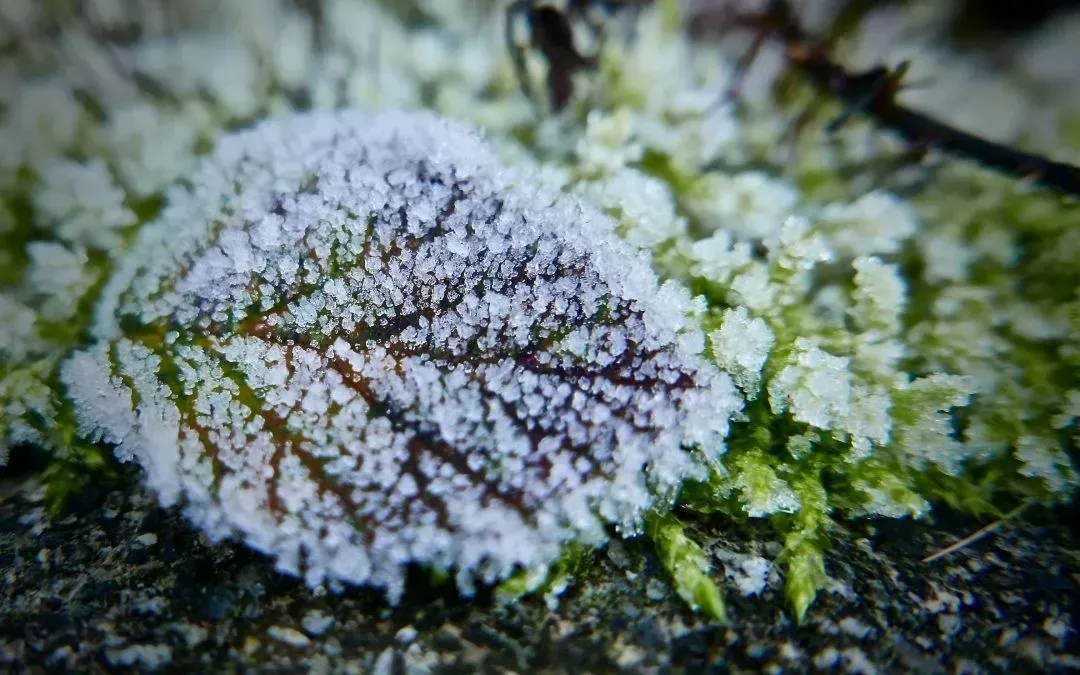 Five Ways You Can Maintain Your Garden During Winter