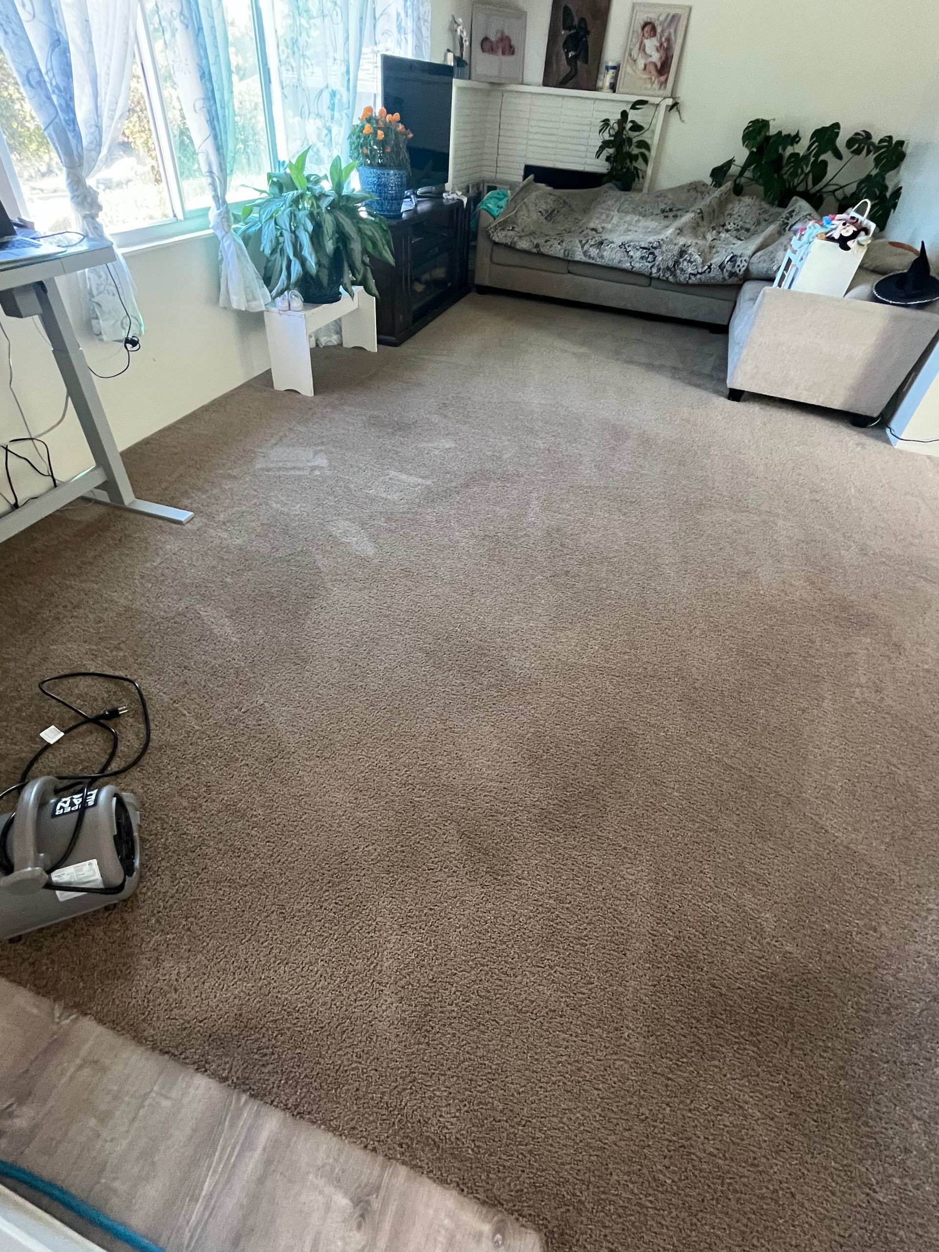 best rug cleaning companies A vacuum cleaner is cleaning a rug in a living room.