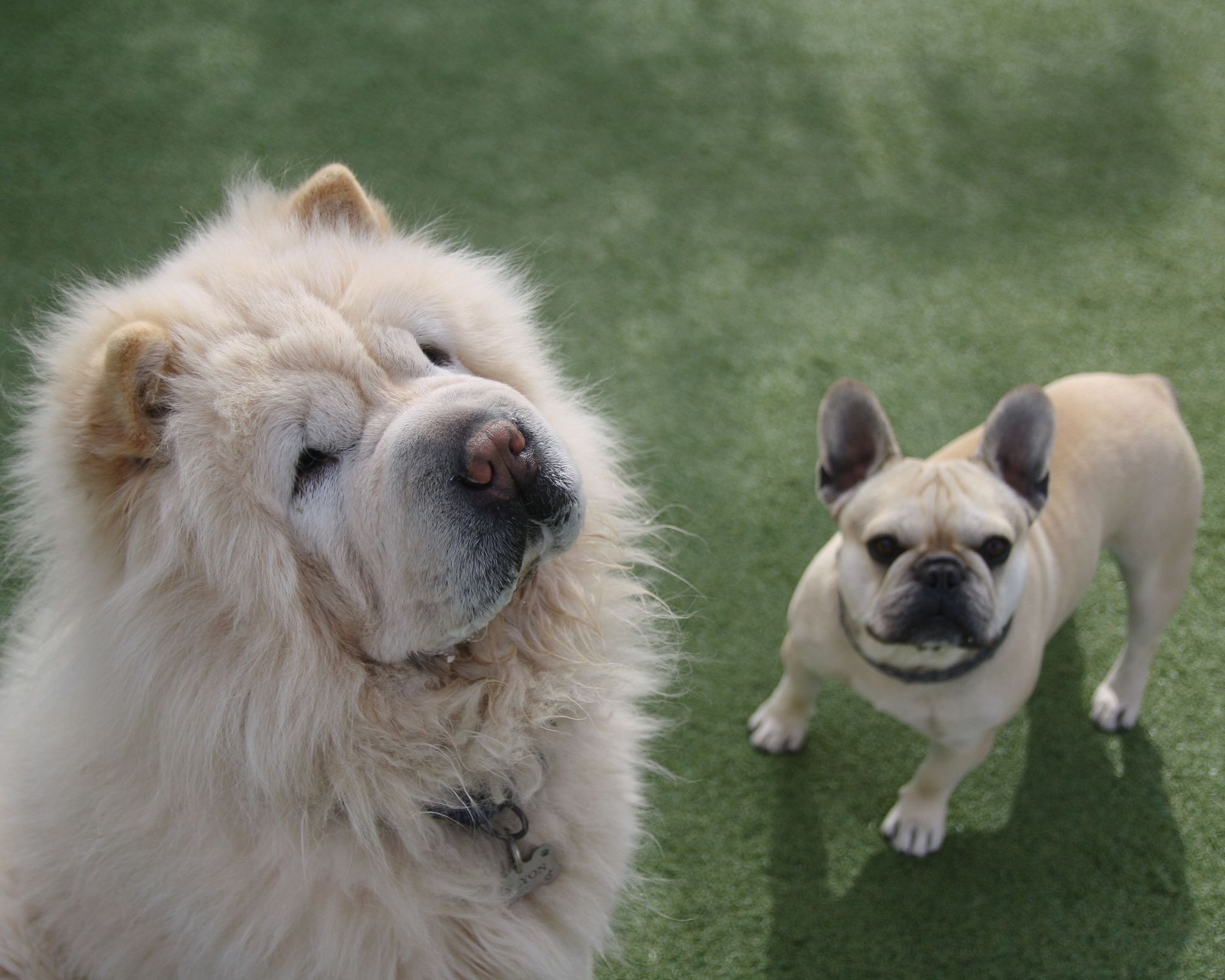 Dog Day School in Wolfforth, TX