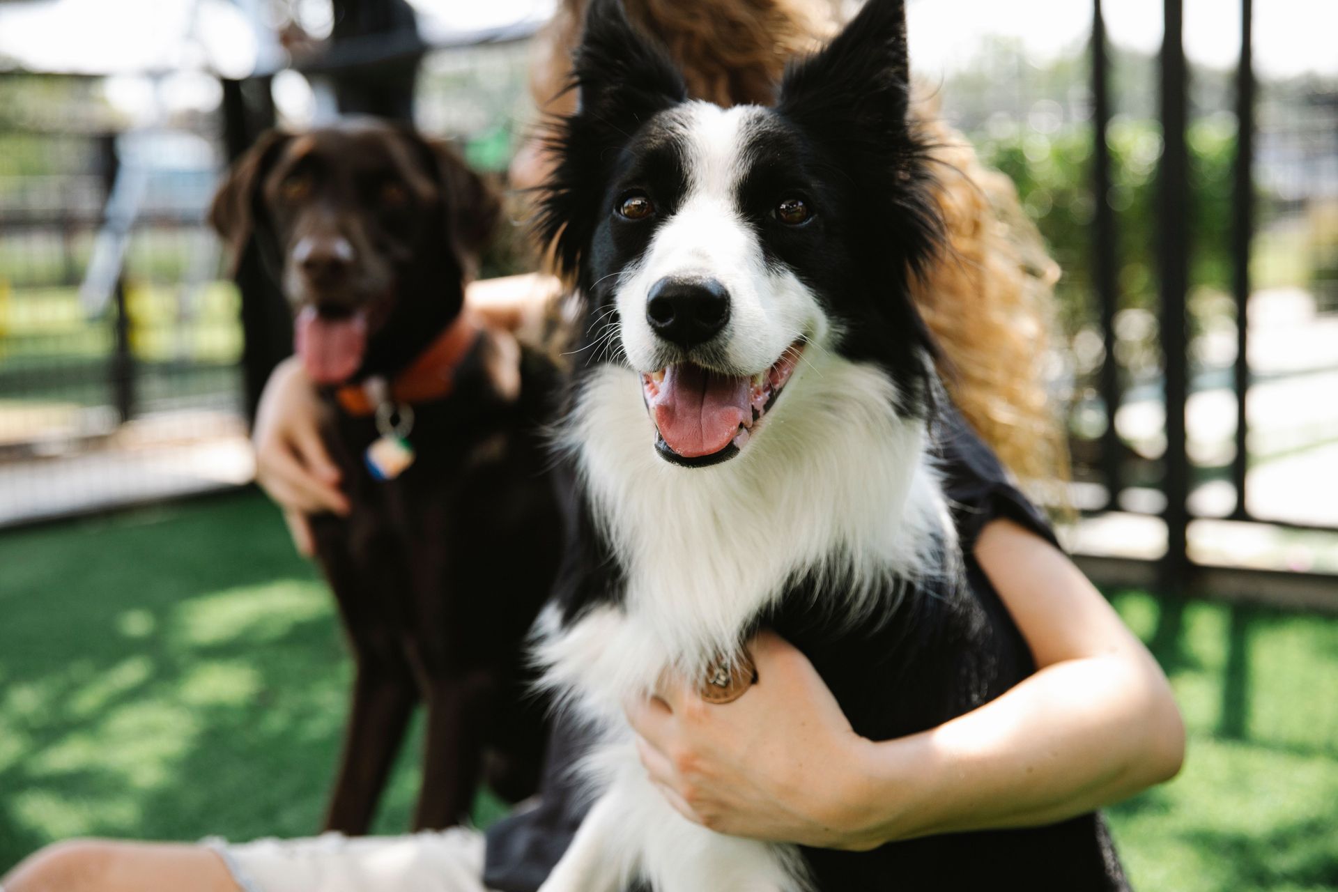 Great Training Class For Dogs in Wolfforth, TX