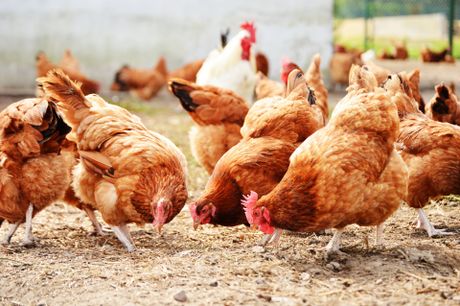 Livestock Feed — Chickens  in Okeechobee, FL