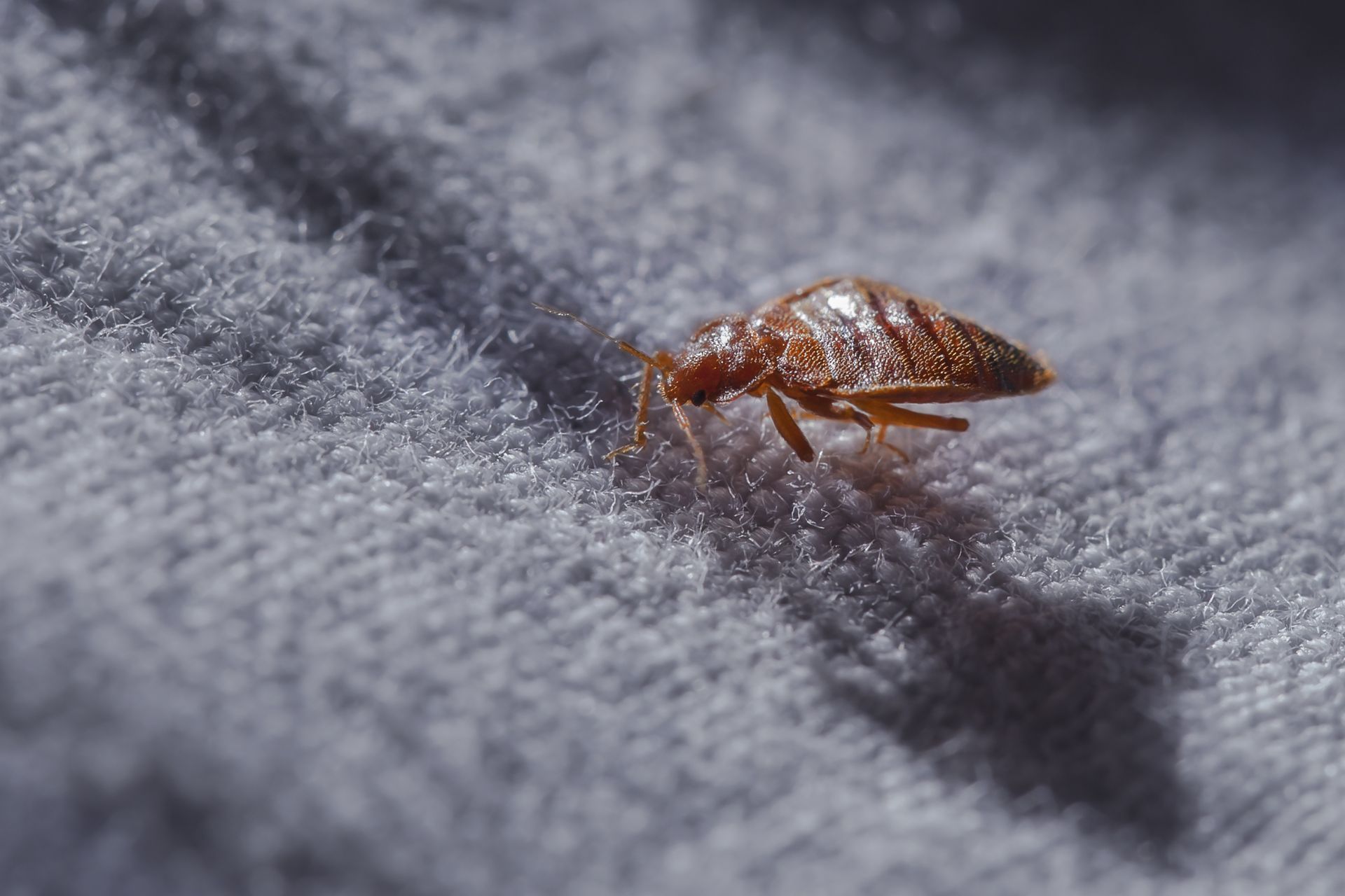 Bed Bugs Pest
