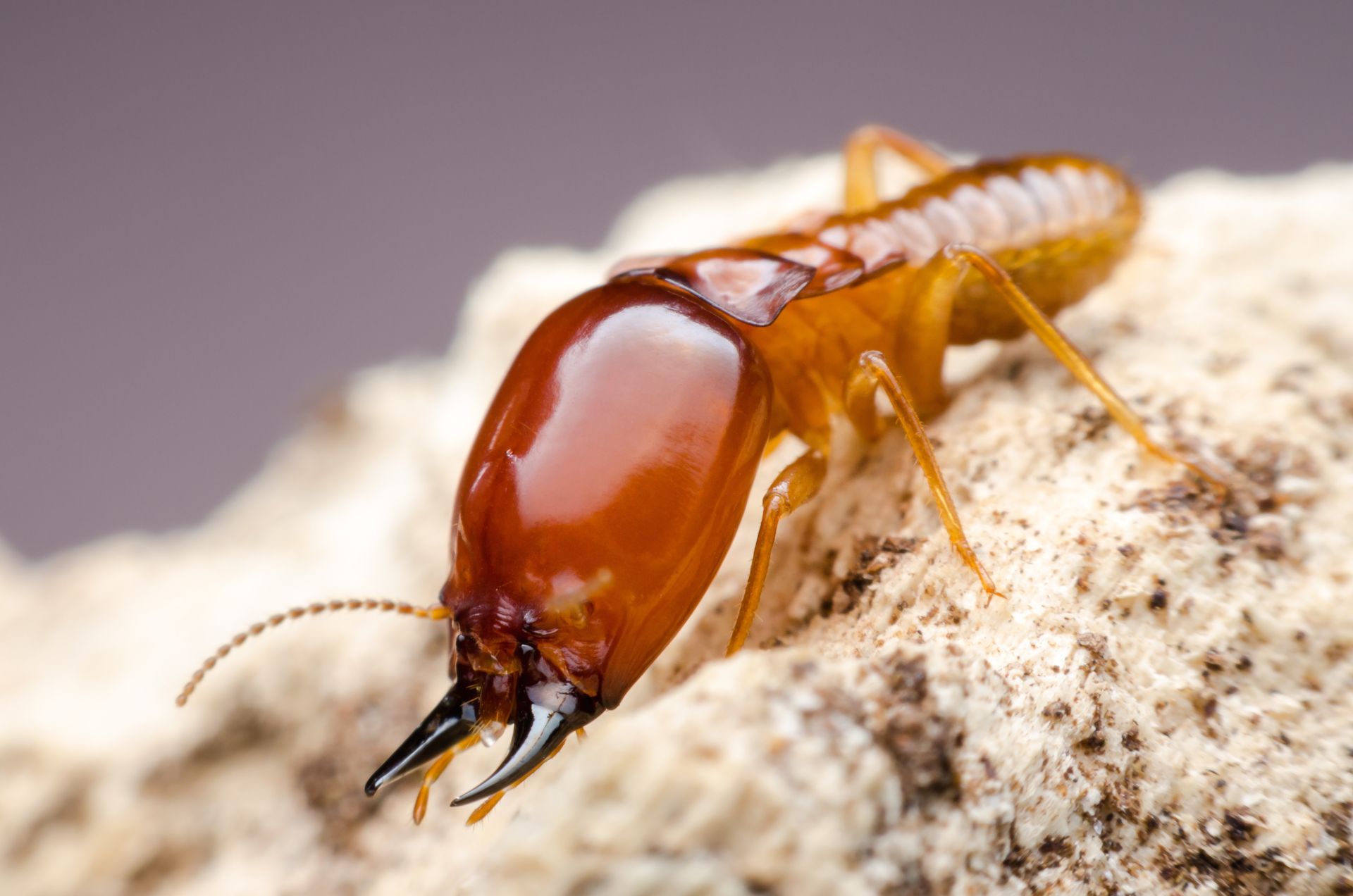 Closeup Shot Of A Termite