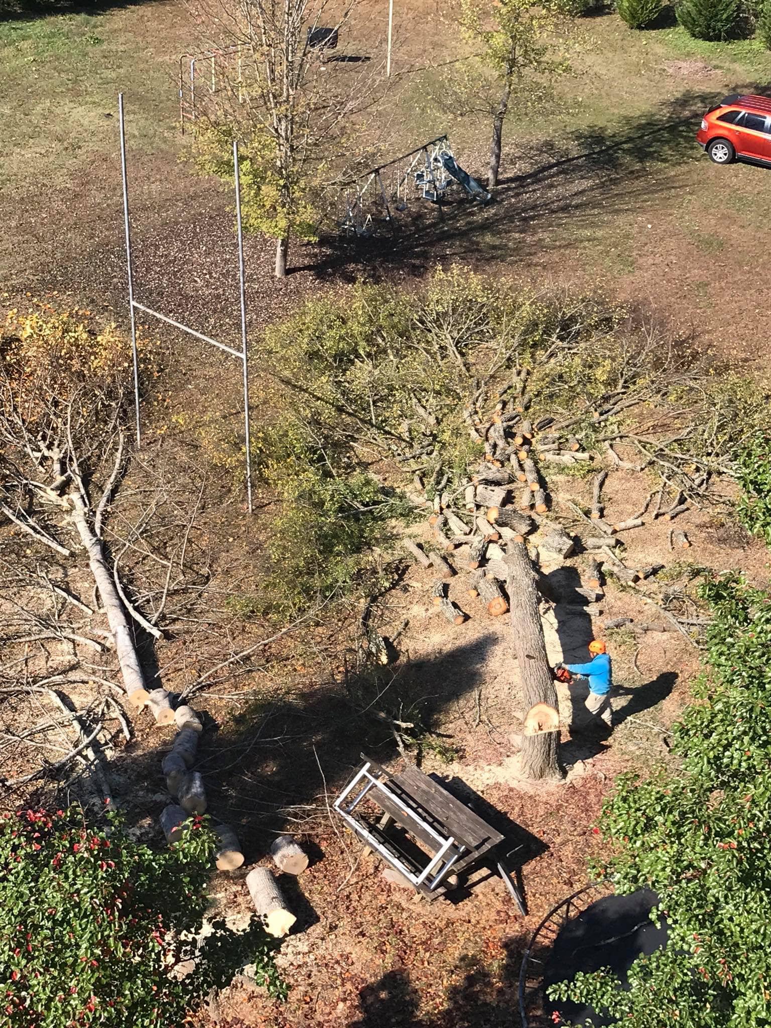 A Cut Down Tree on the Ground — Belmont, NC — USA Tree Service LLC