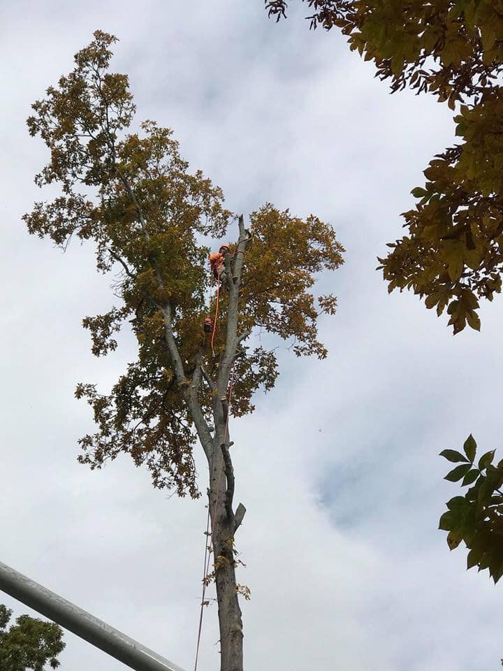 A Man at the Top of the Tree — Belmont, NC — USA Tree Service LLC