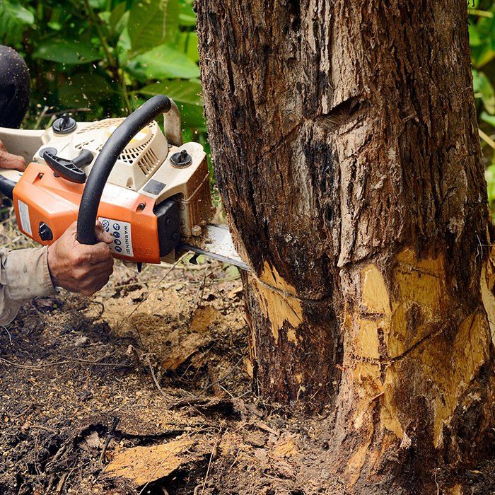 A Man Cutting the Tree with Chainsaw — Belmont, NC — USA Tree Service LLC