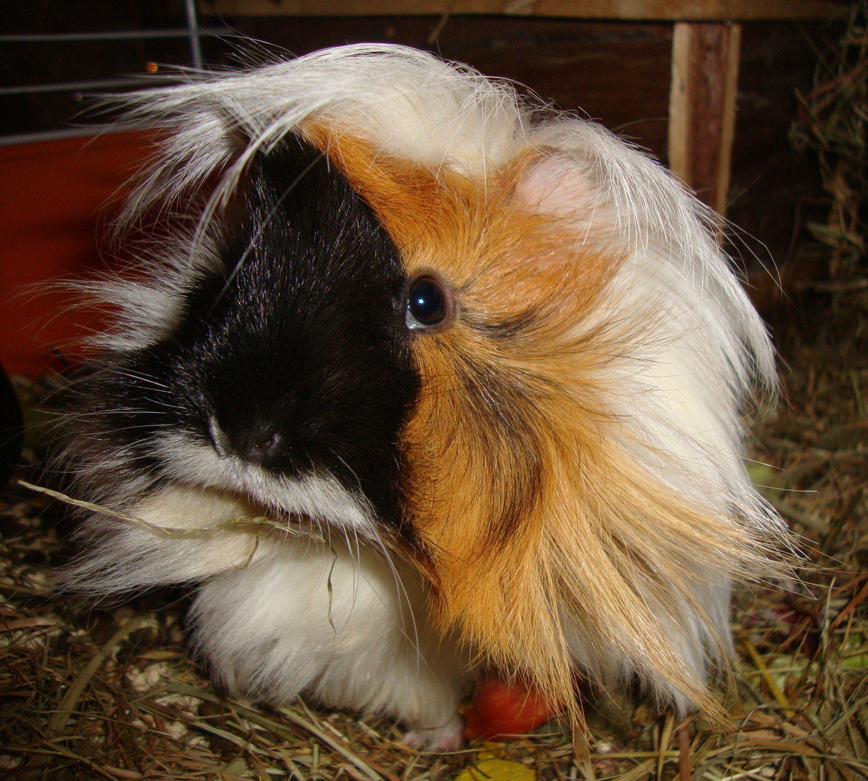 cavia peruviana