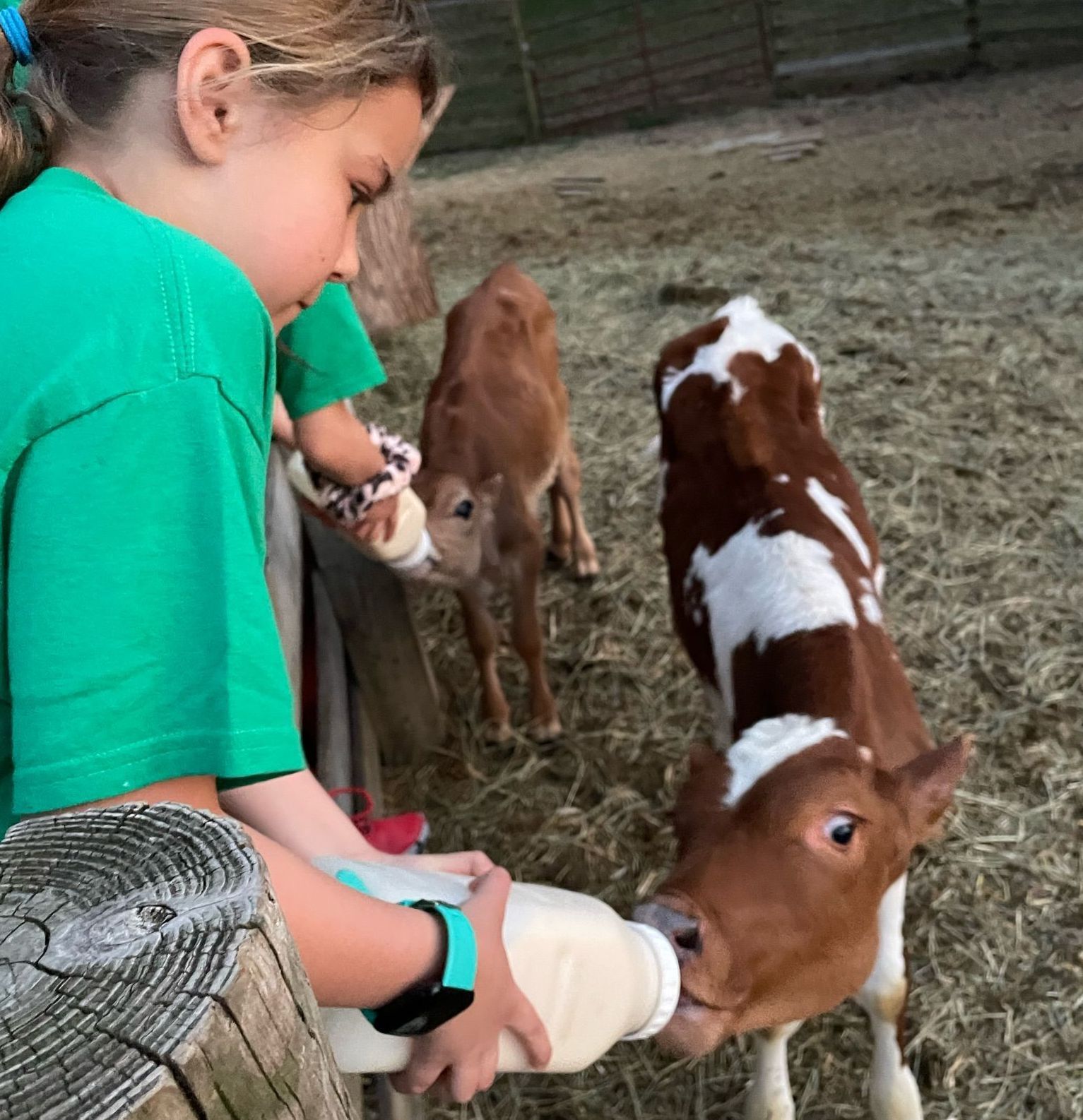 Montessori children feeding claves