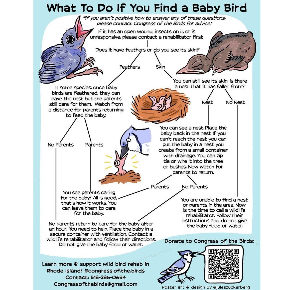 what to do when you find a bird