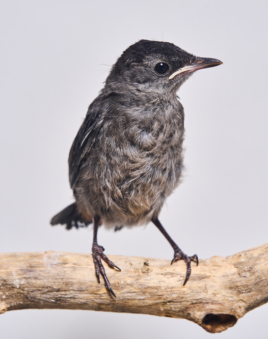 a baby bird