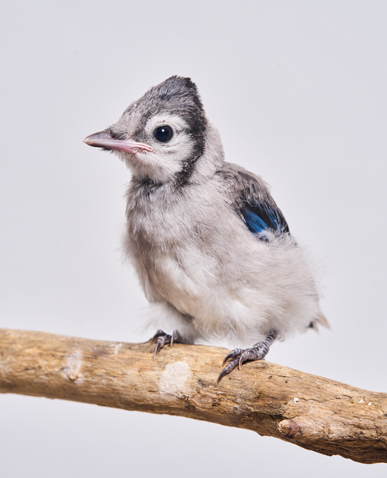 a fledgling bluejay