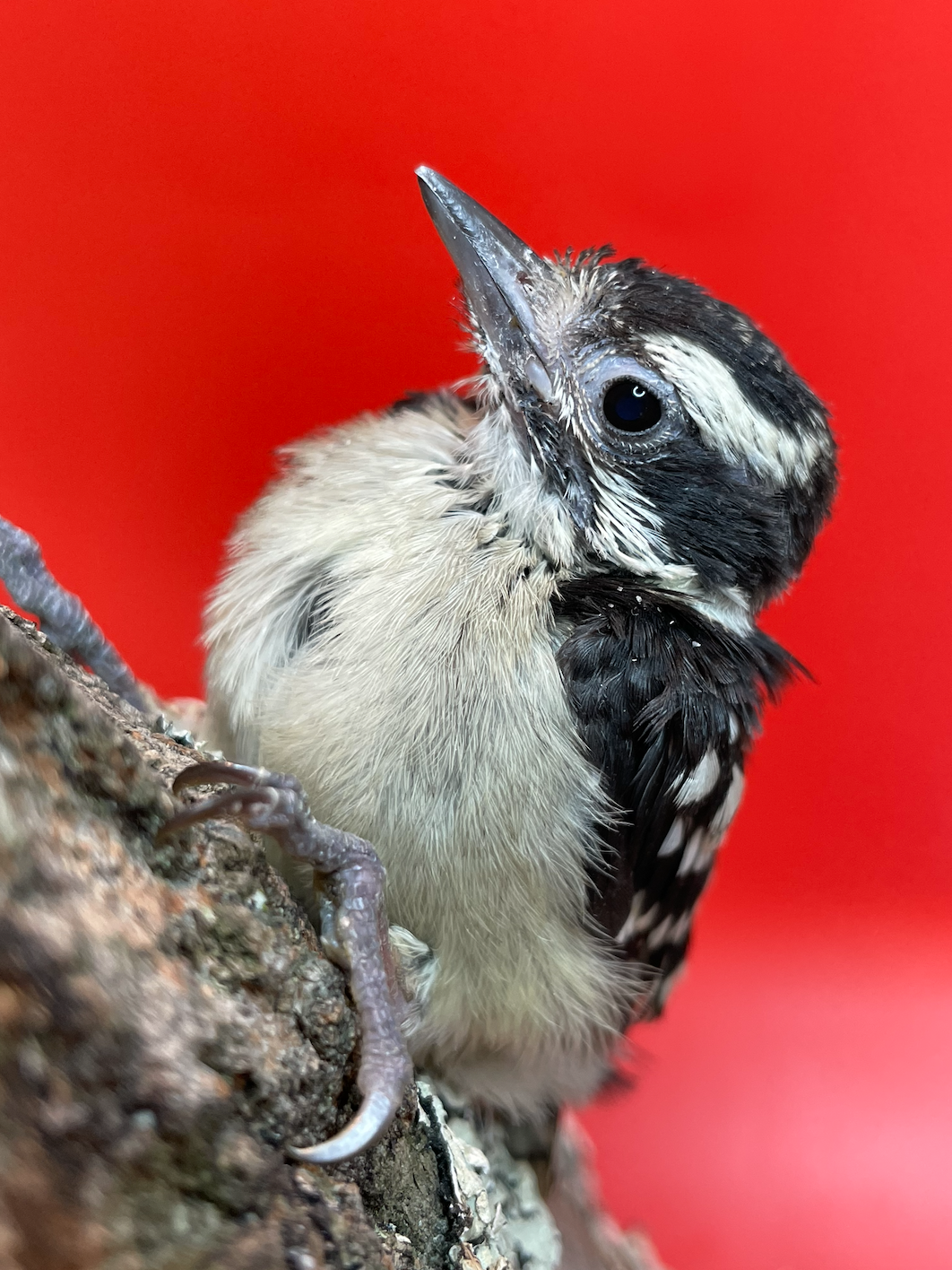 fledgling downy woodpecker