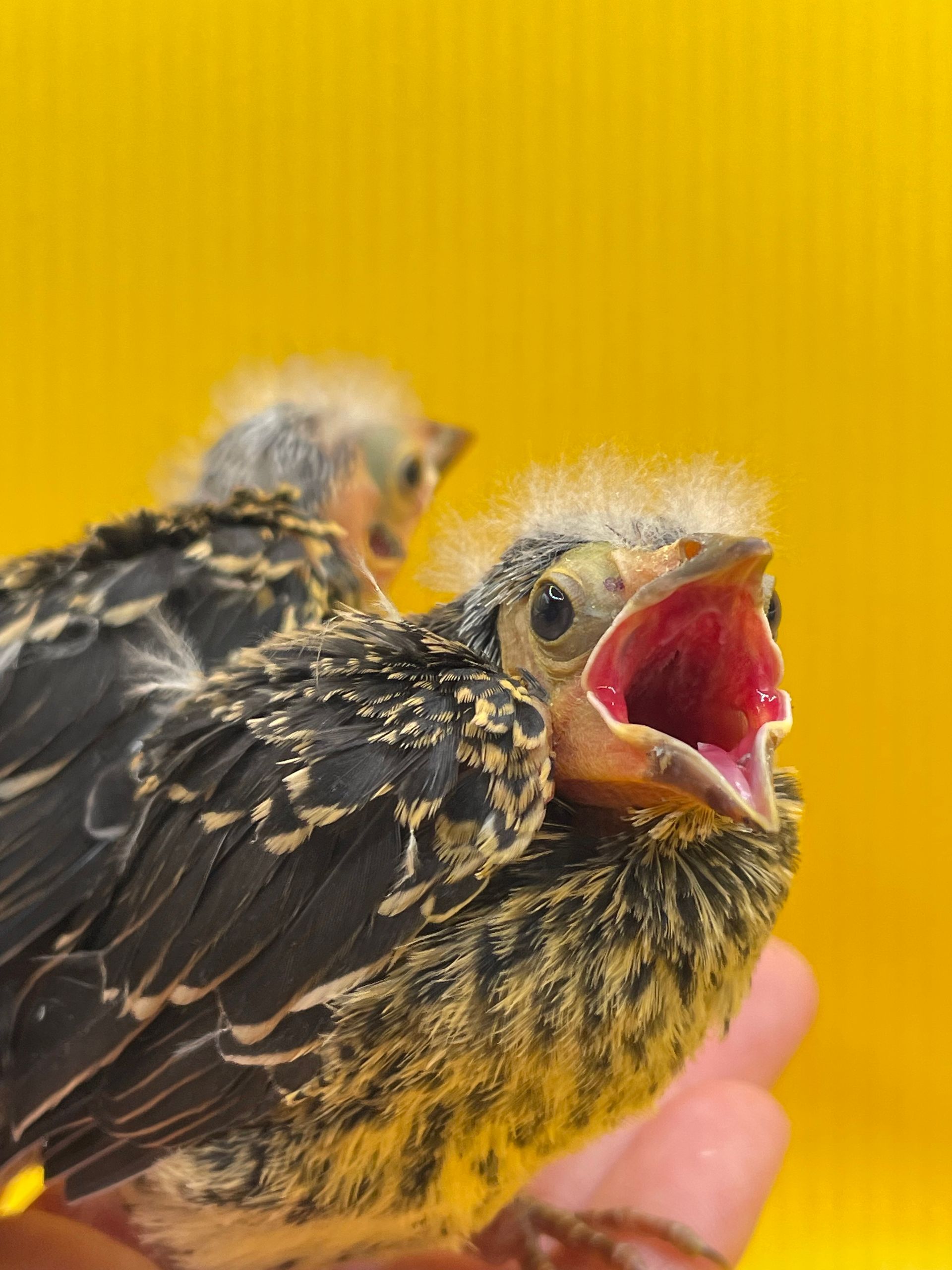 a nestling redwing hawk