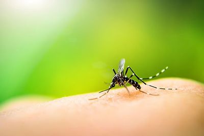 Mosquito — Bradley, IL — Bisaillon’s Rid All Termite & Pest Solutions
