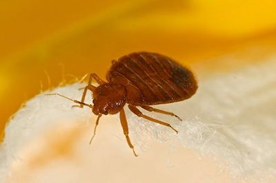 Bed Bug — Bradley, IL — Bisaillon’s Rid All Termite & Pest Solutions