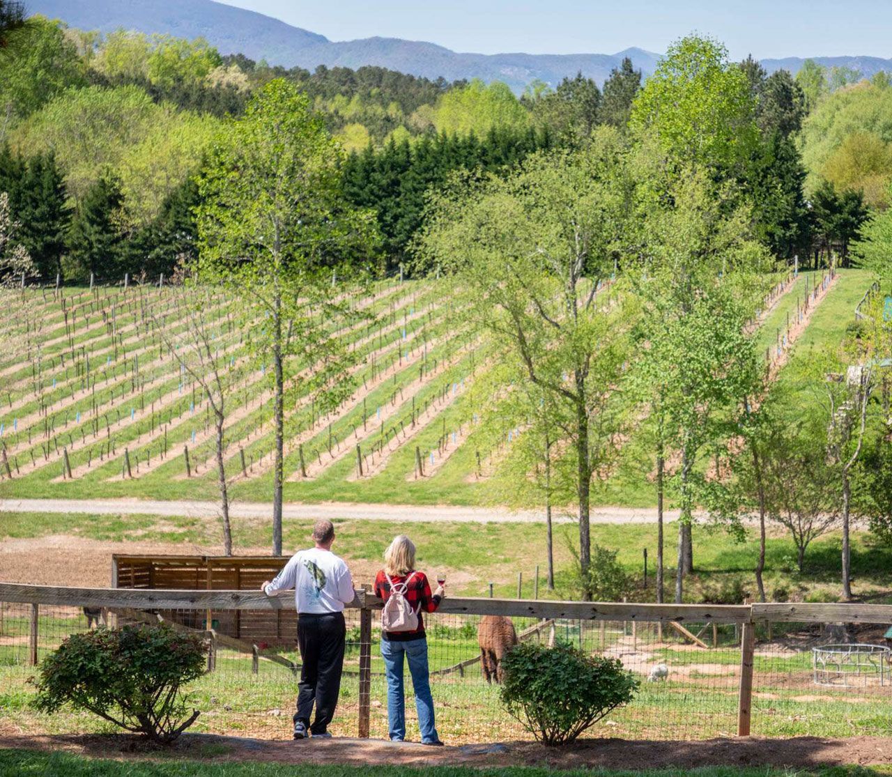 Wine tasting flight on wooden tray with cheese board in a dimly lit setting.