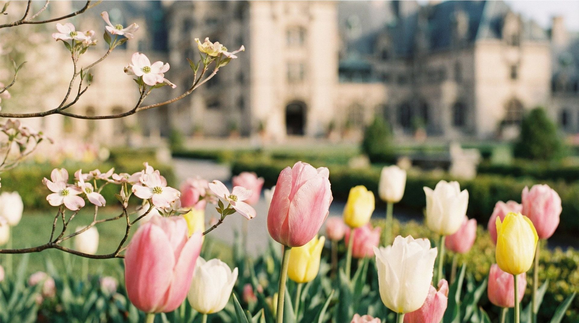 Tulips in bloom with dogwood blossoms in front of The Biltmore Estate in Asheville.