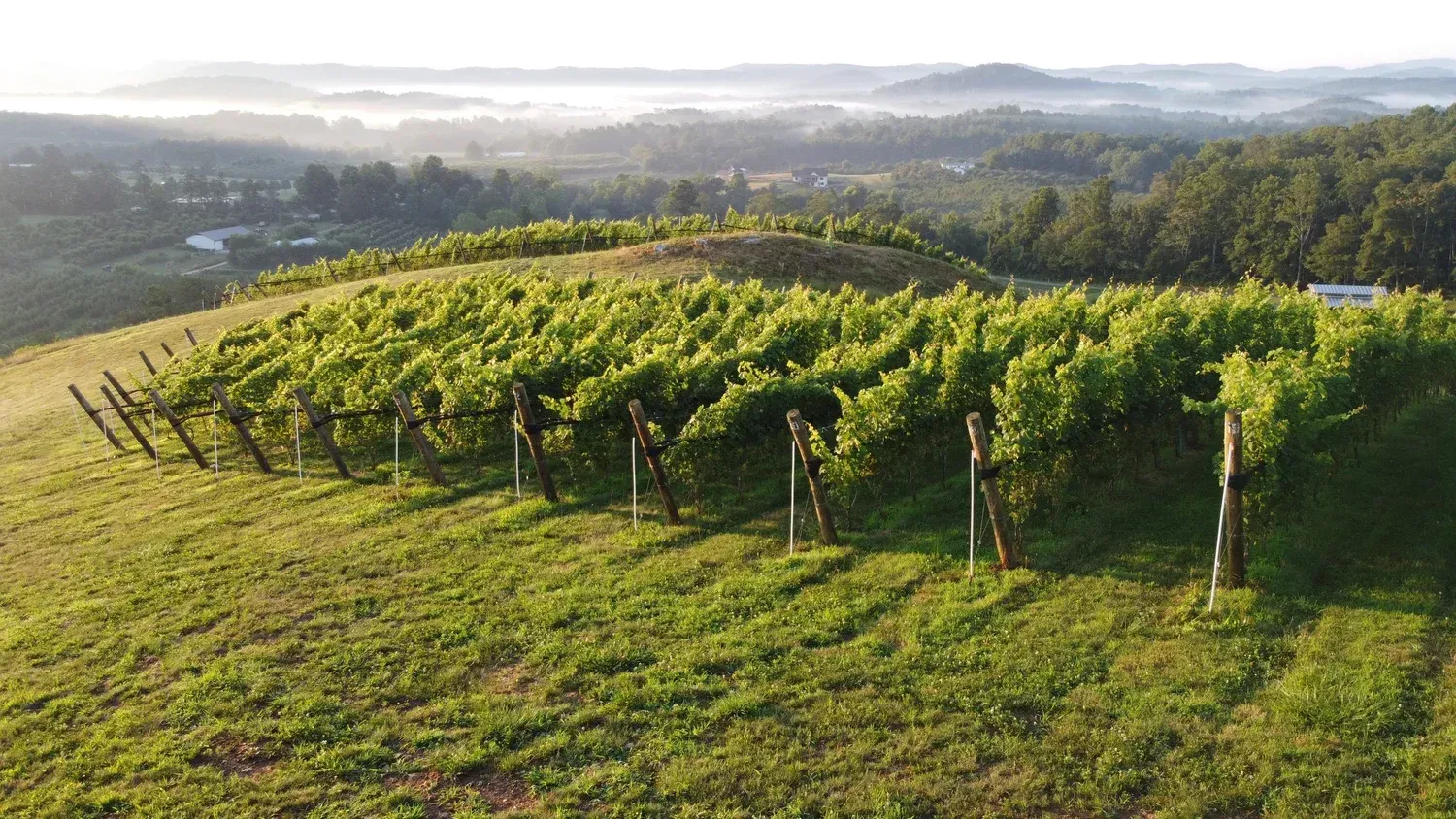 A vineyard on a grassy hill in Western North Carolina's wine region, under a misty, sunlit sky.