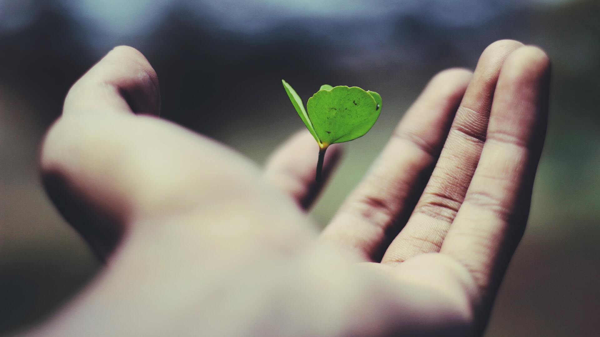 A hand with a floating flower above it.