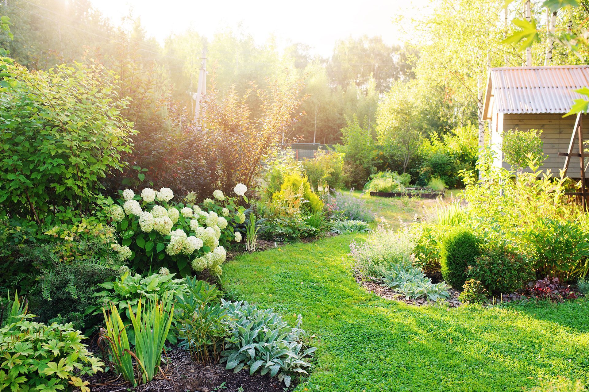 summer private garden with blooming Hydrangea Annabelle. Curvy lawn edge, beautiful pathway. Landscape design in English cottage style