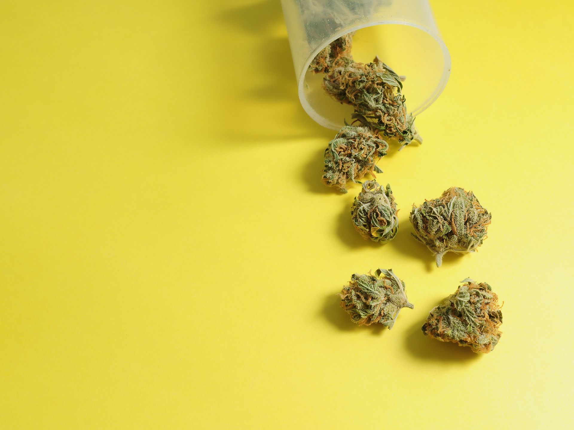 Several dried cannabis flower buds spill out from an open, clear plastic prescription bottle onto a bright yellow surface.