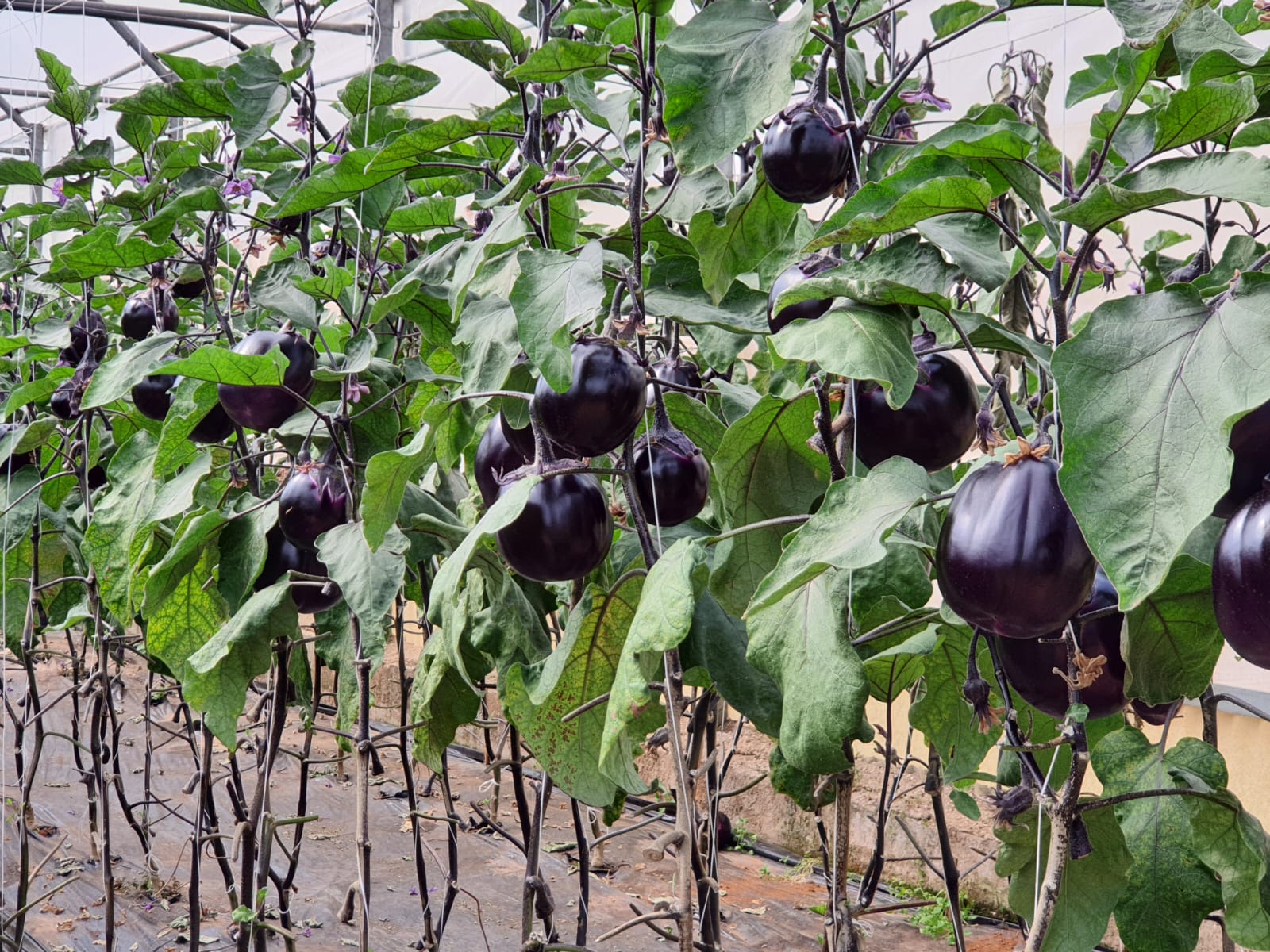 produzione di melanzane