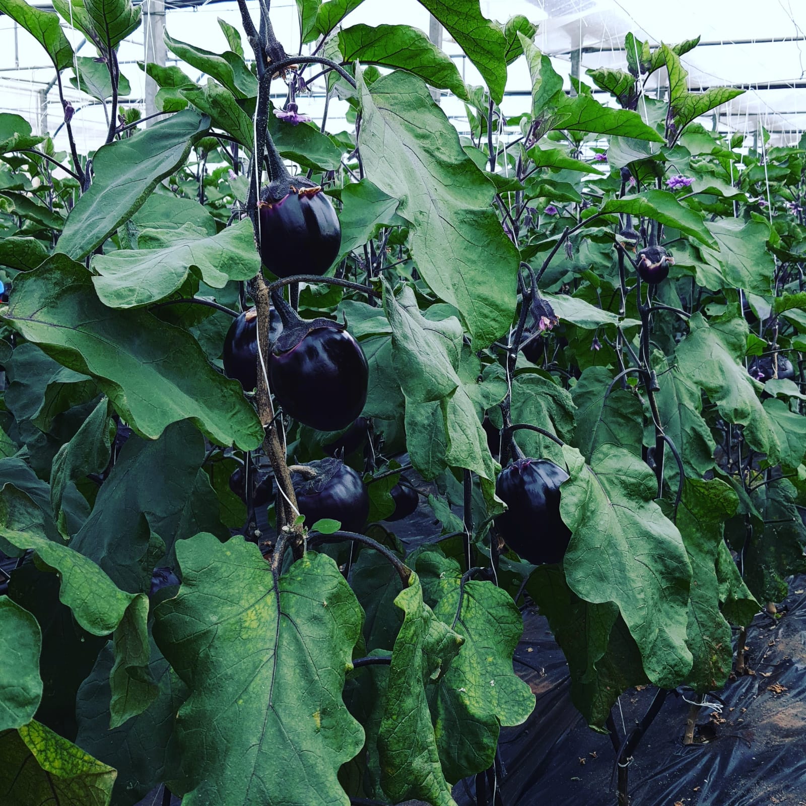 Coltivazione di melanzane