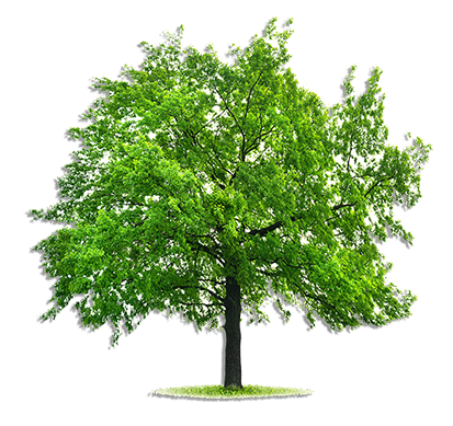 Big green oak tree - Tree Removal in Medford, OR