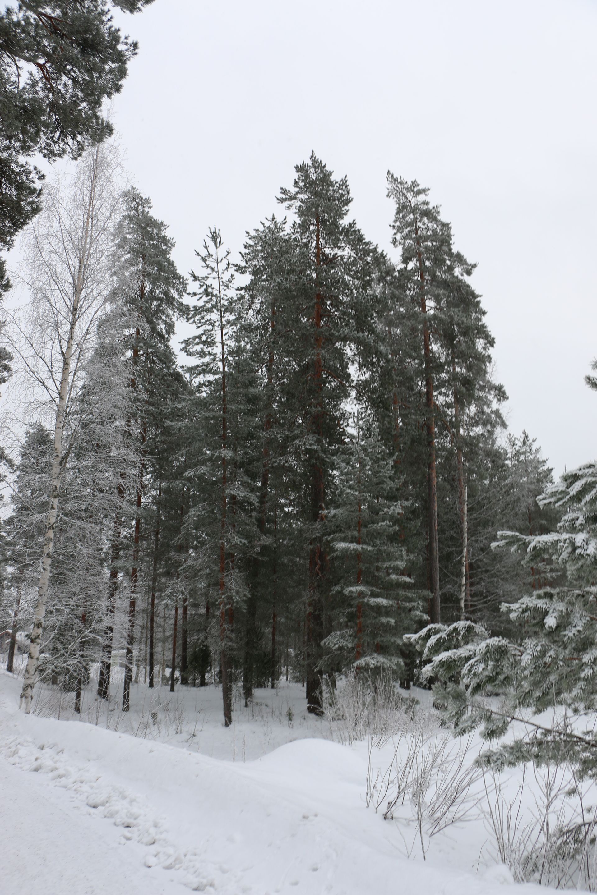 A snowy forest with trees covered in snow