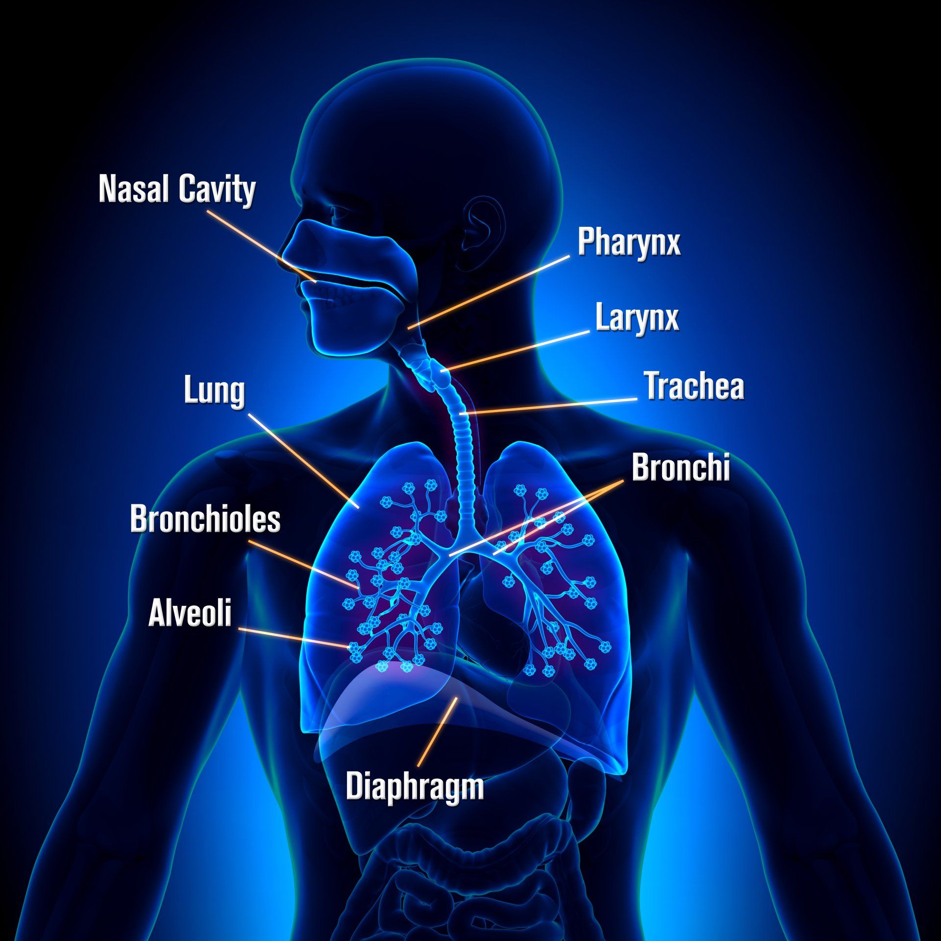 Diagram of the human respiratory system
