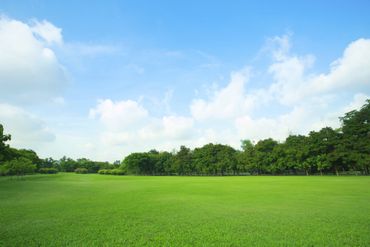Landscape with Clean cut Grass – Columbus, GA – Arbor-Tek Tree Service