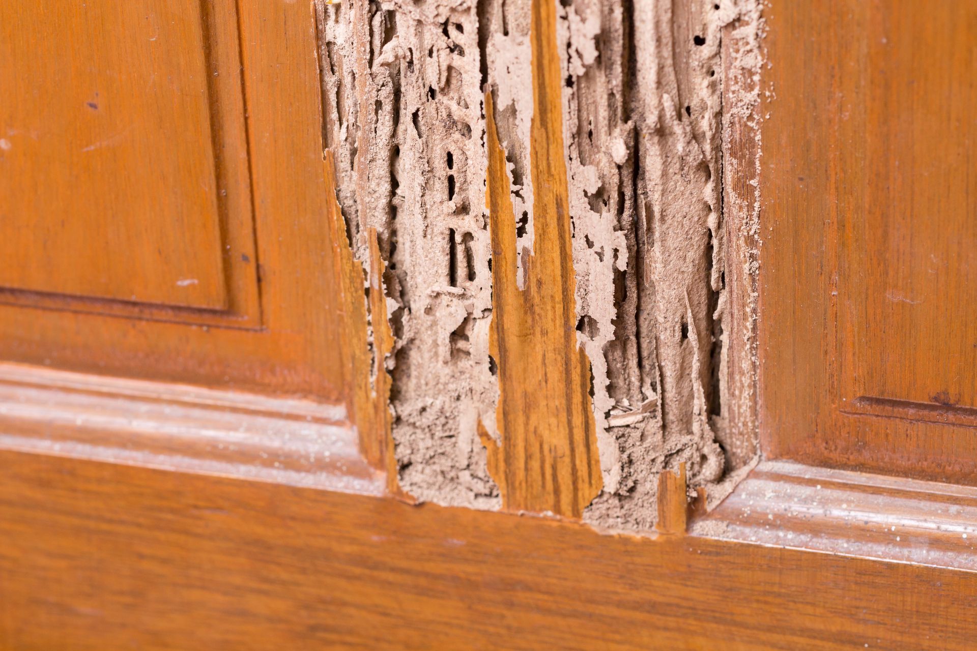 Close-up of a damaged wooden door with peeling paint and exposed, cracked wood at the bottom panel