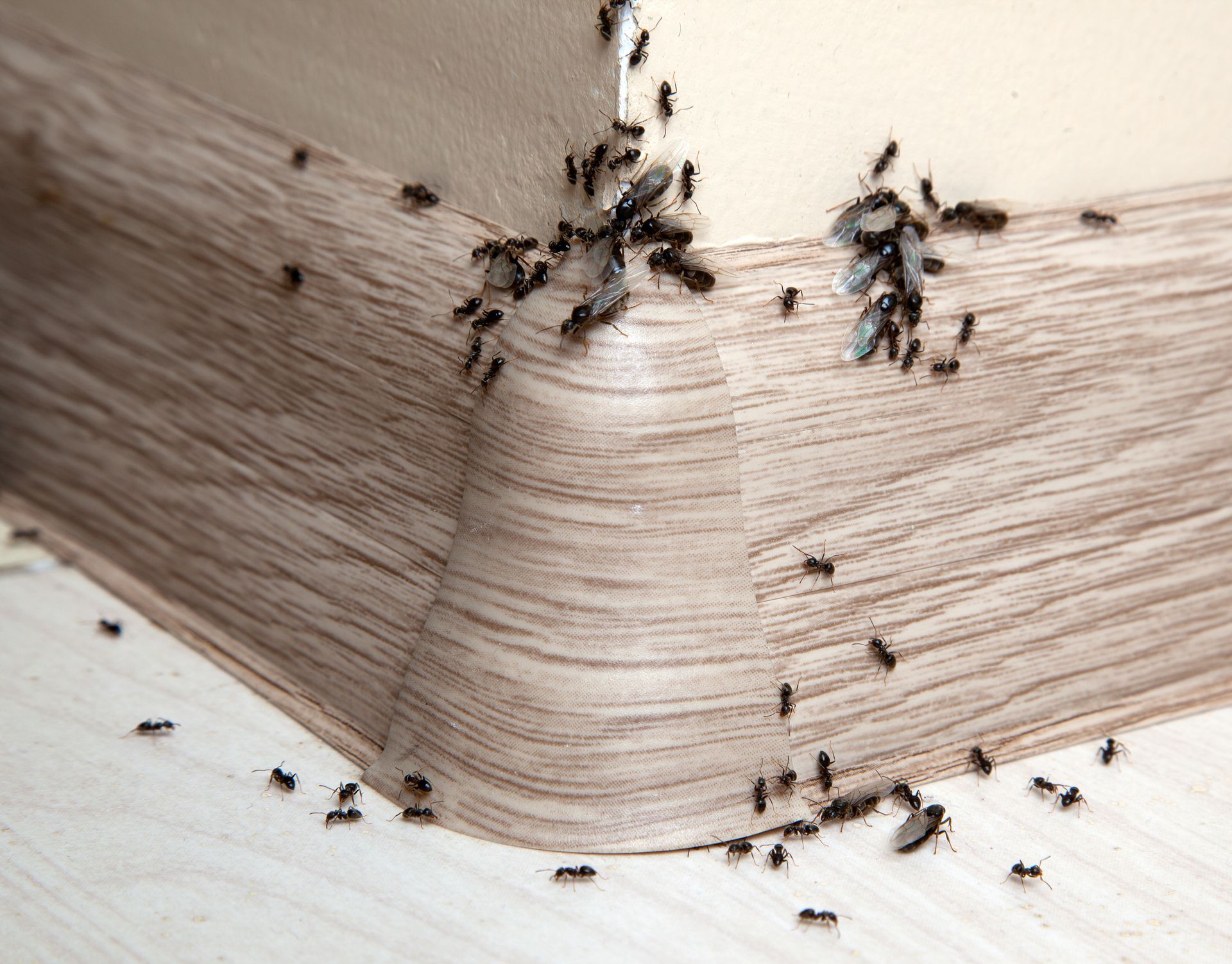 Ants clustered along the edge of a folded brown paper surface on a white background