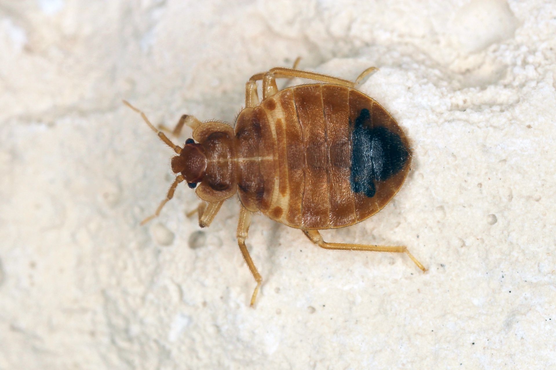 Close-up of a brown bed bug on a light surface, with a dark swollen abdomen