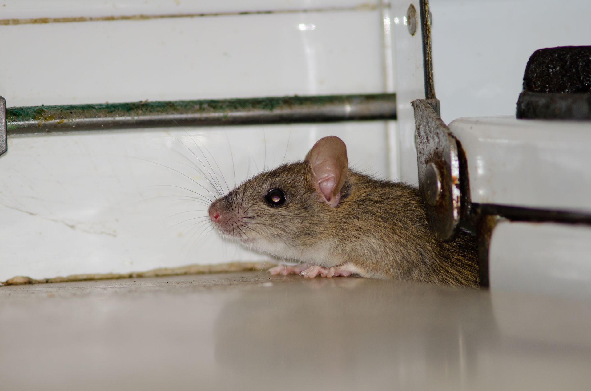 A small brown mouse peeks out from behind a white appliance near a tiled wall.