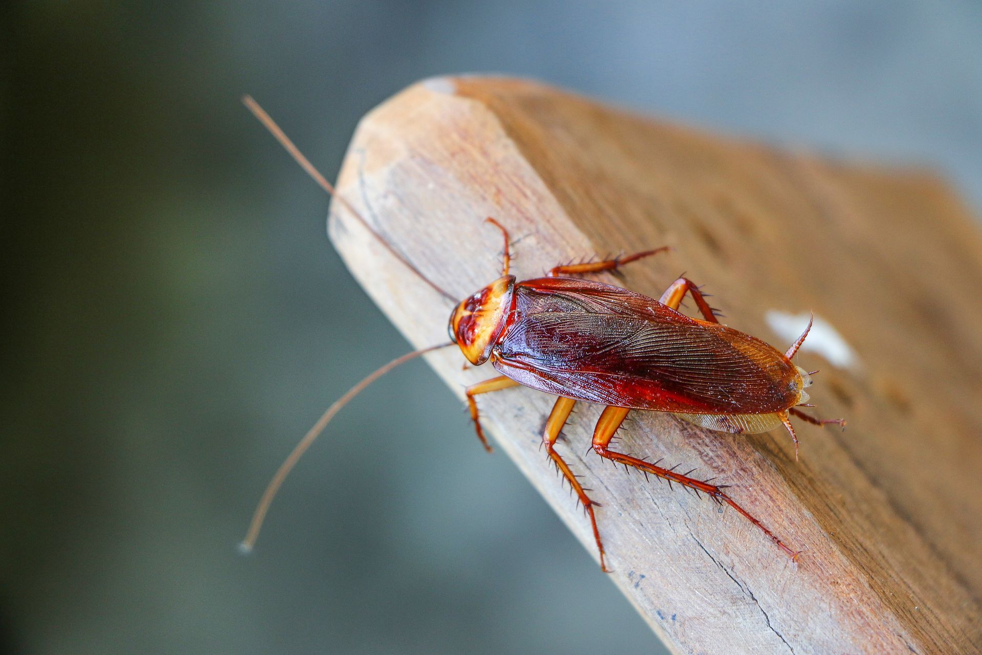 Close-up of a brown cockroach on the tip of a light wooden surface