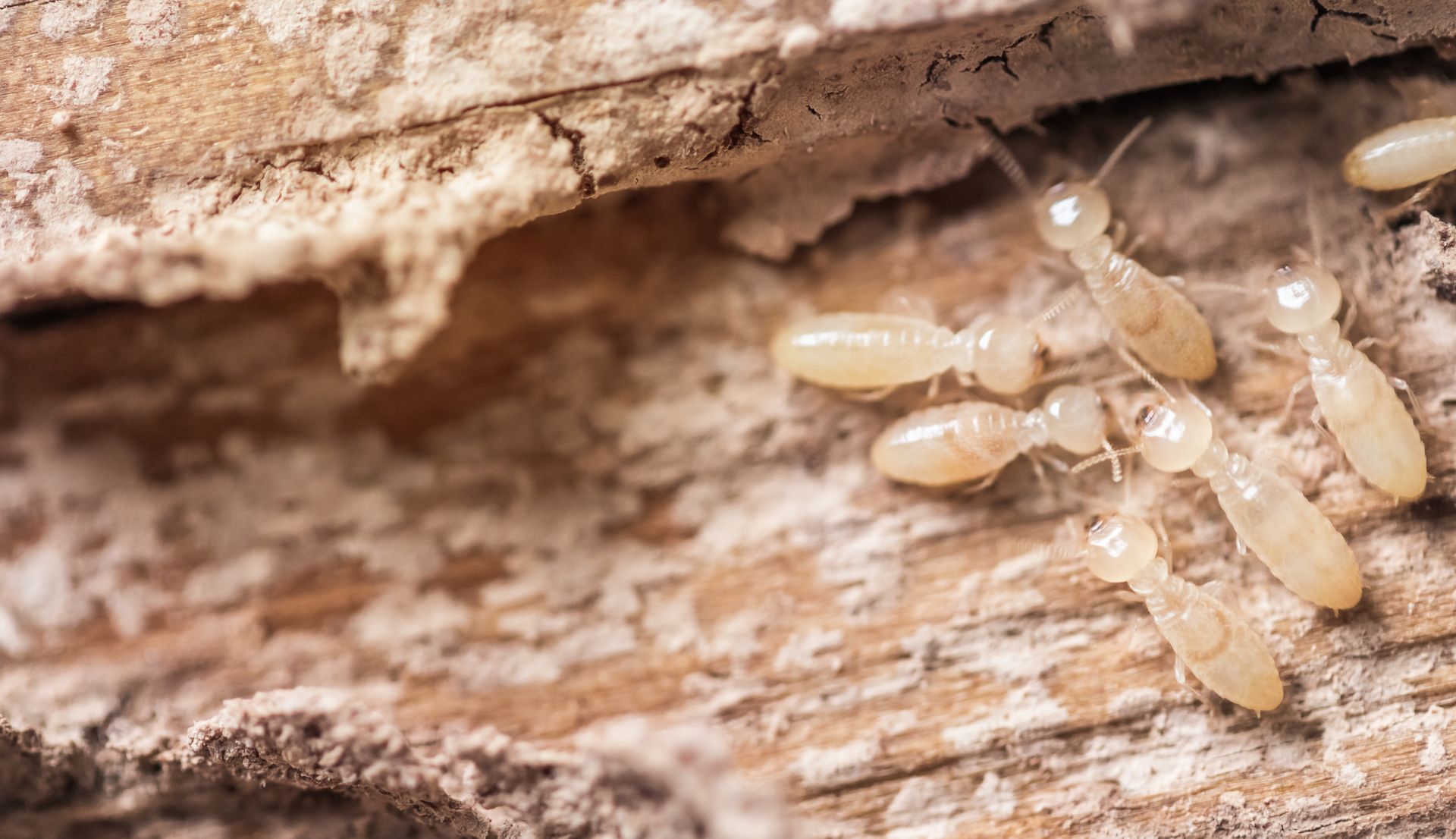 Small pale termites clustered under a piece of wood on bark
