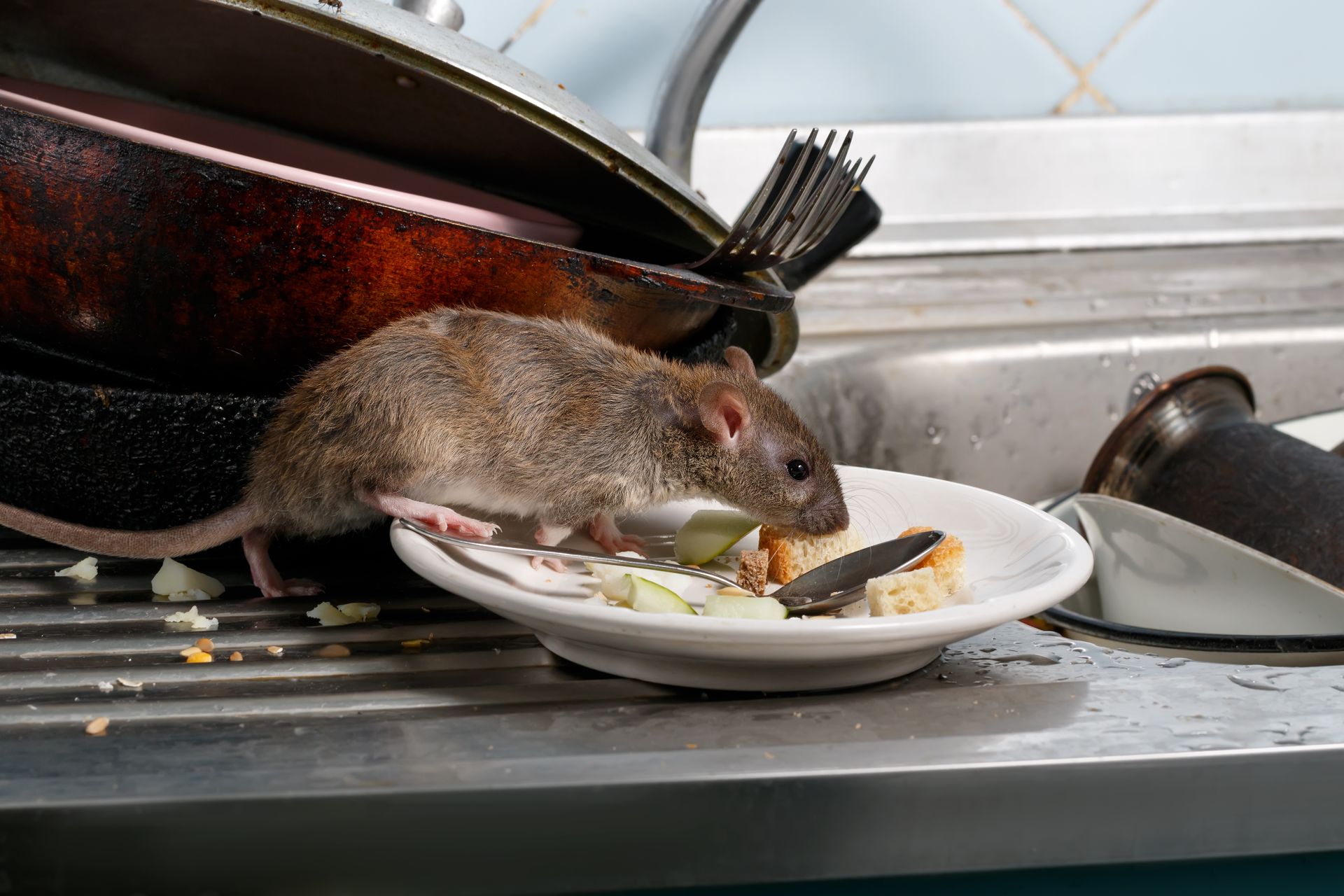 Rat eating food from a plate in a kitchen sink