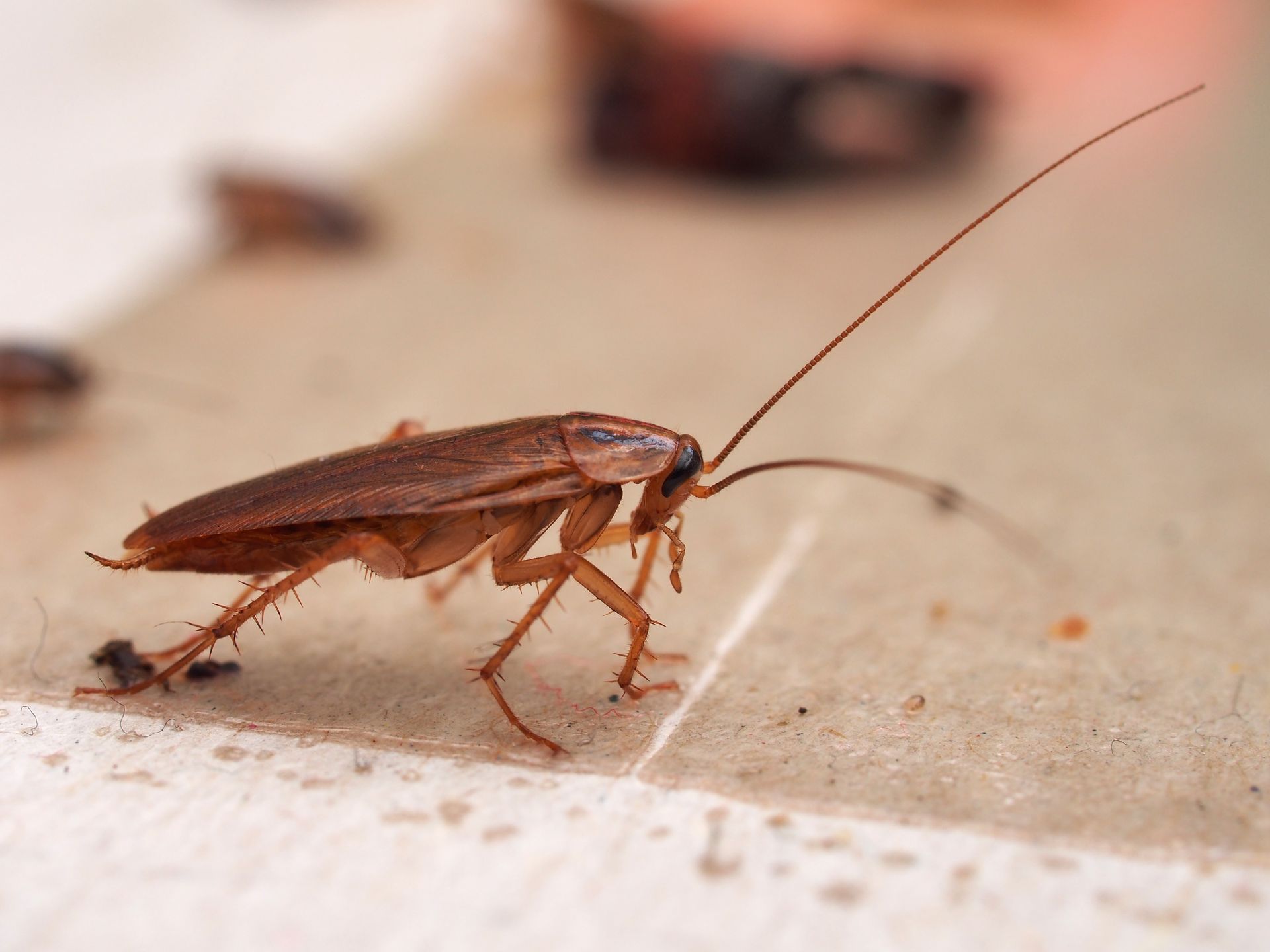 Close-up of a brown cockroach on a light surface, its antennae extended forward