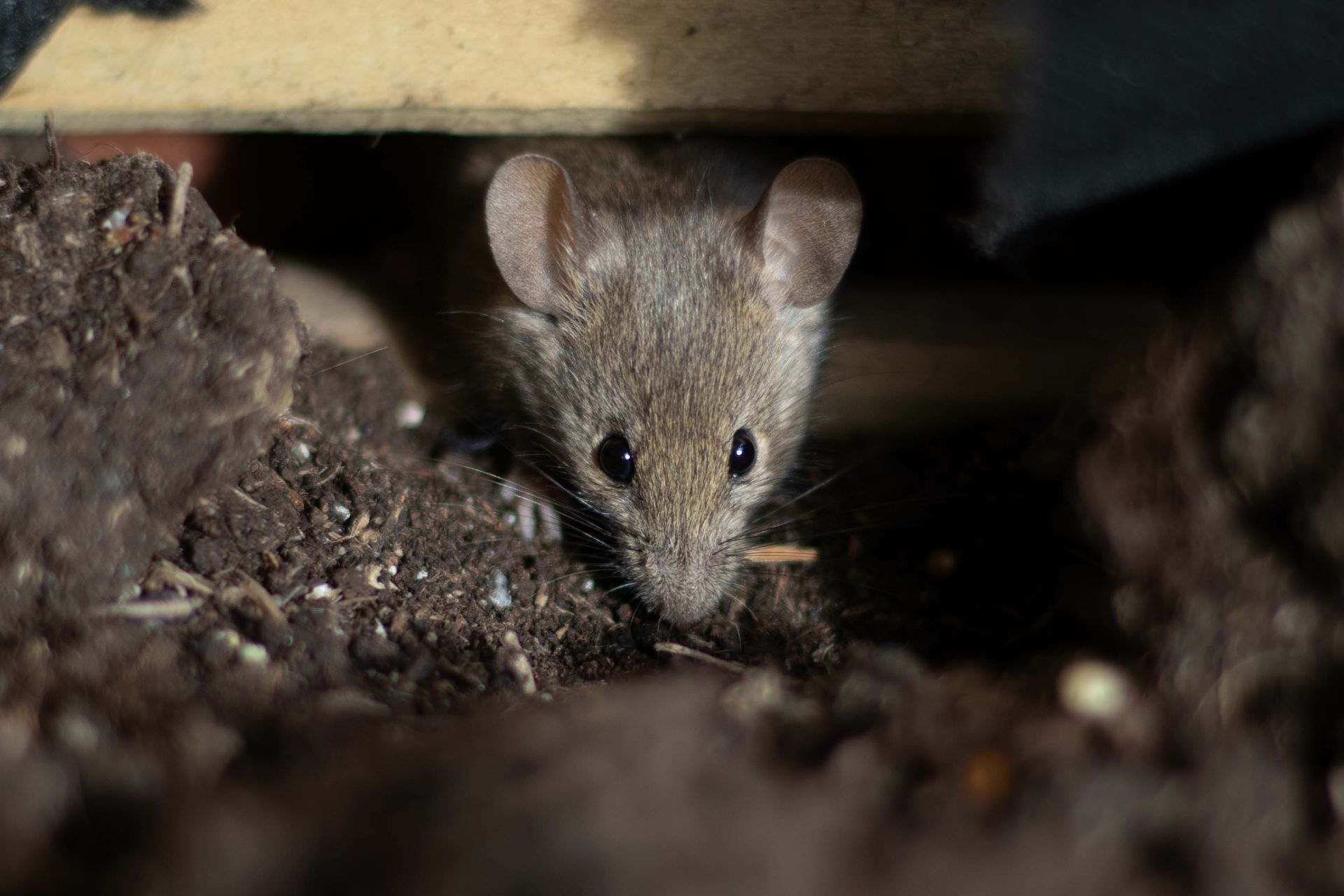 Small mouse peeking out from dirt under a wooden plank.
