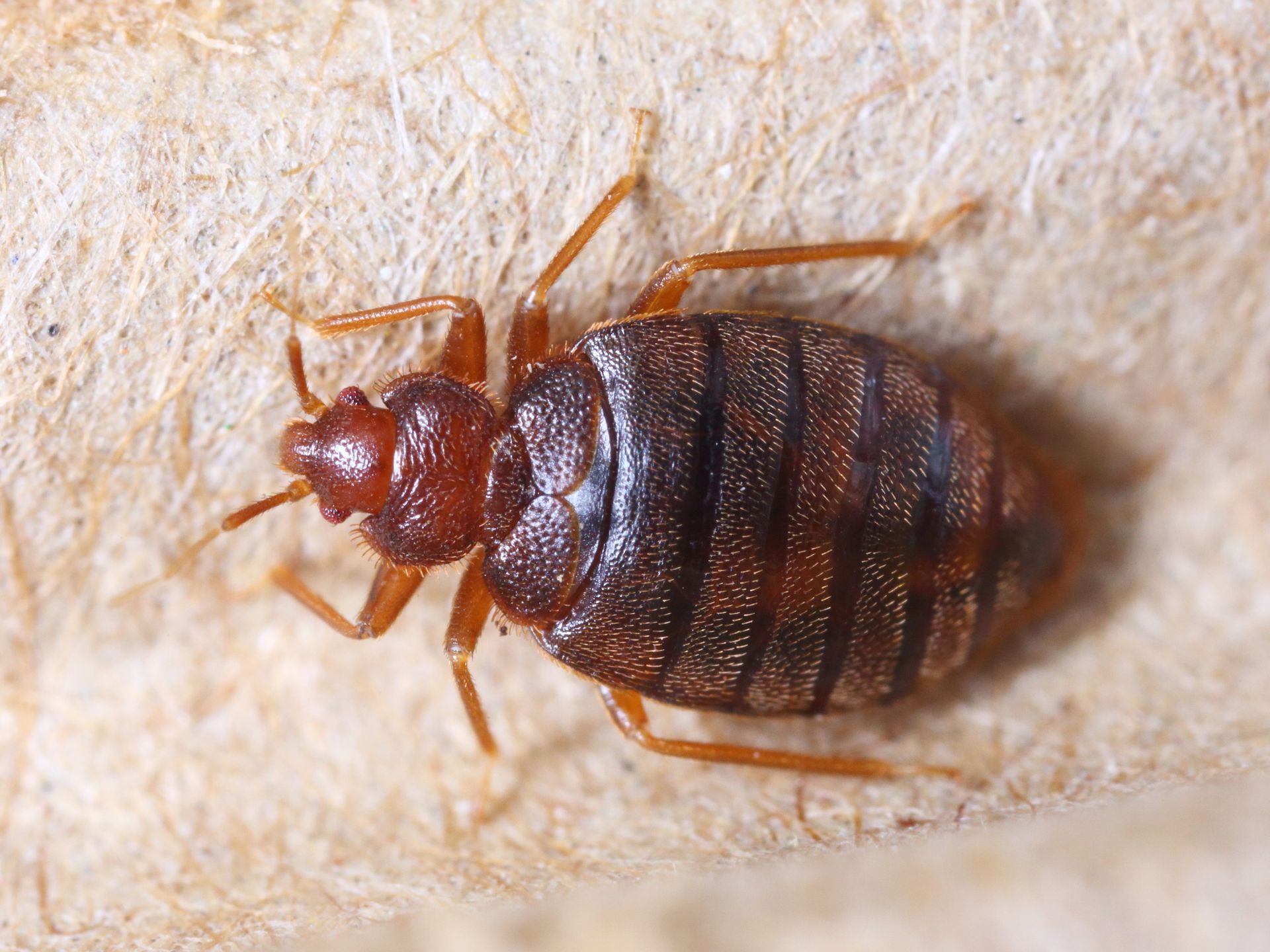 Close-up of a brown bed bug on a light fabric surface