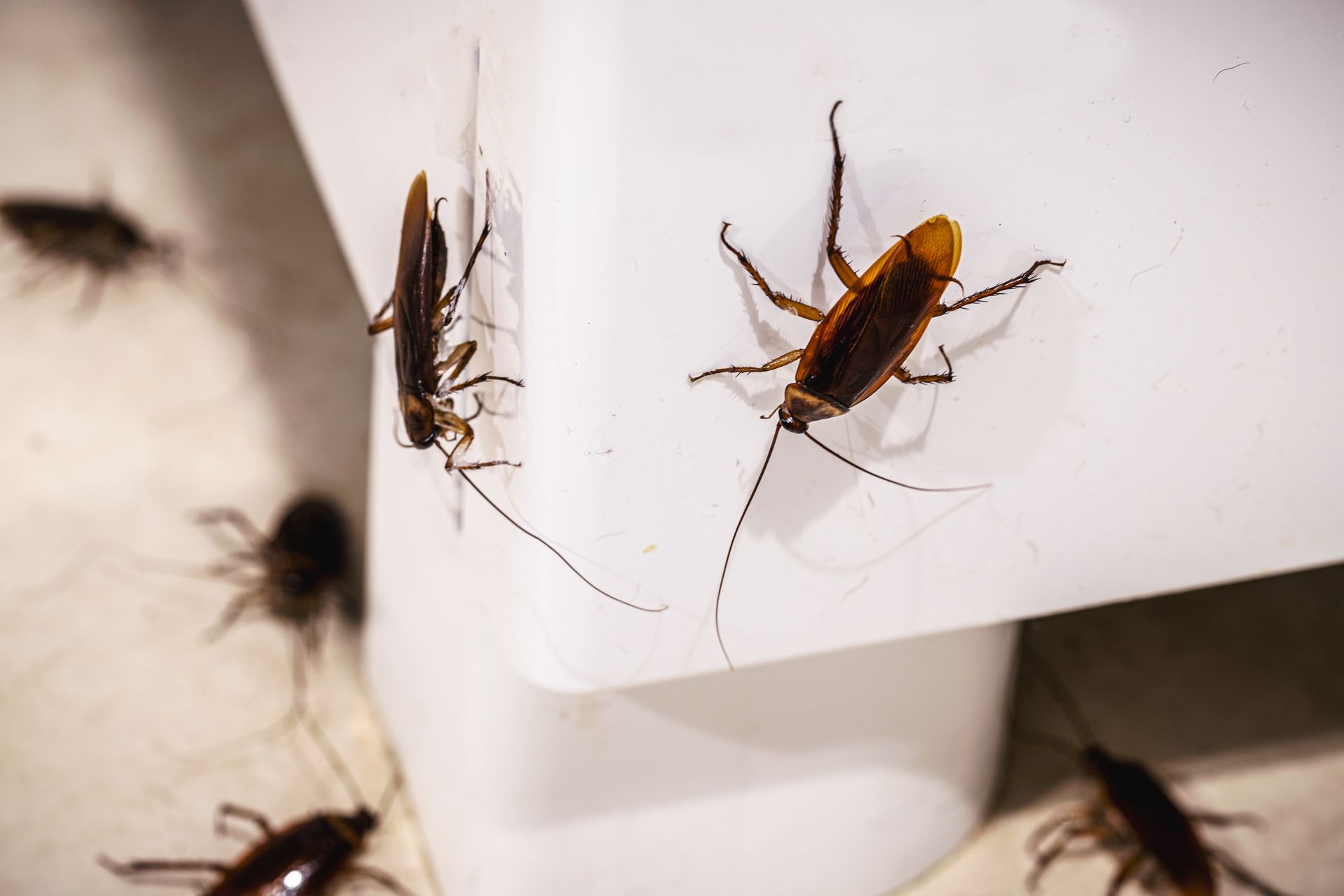 Cockroaches on a white wall and corner, with several insects crawling nearby