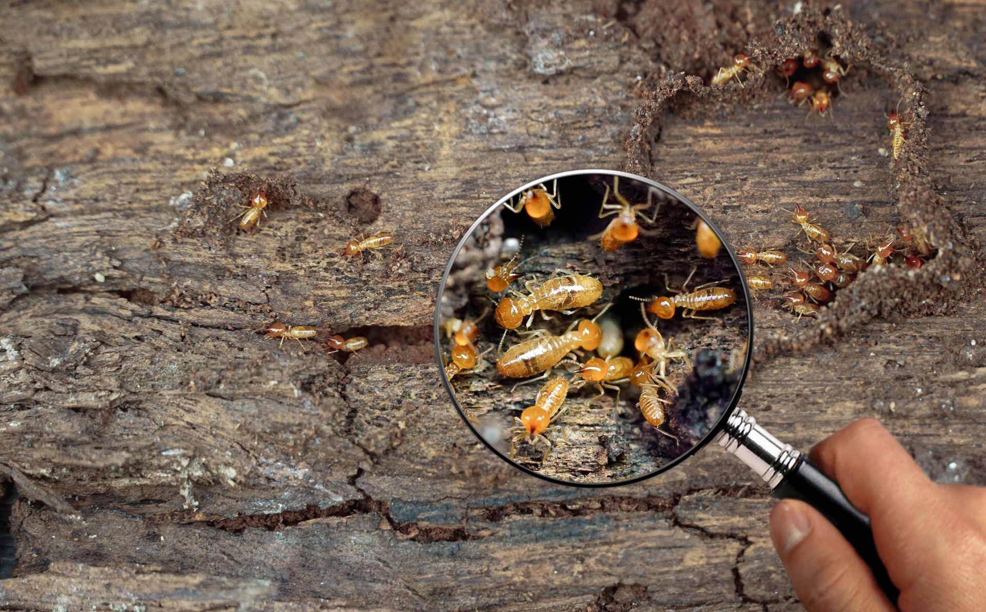Magnifying glass showing termites in damaged wood, with insects and wood holes visible