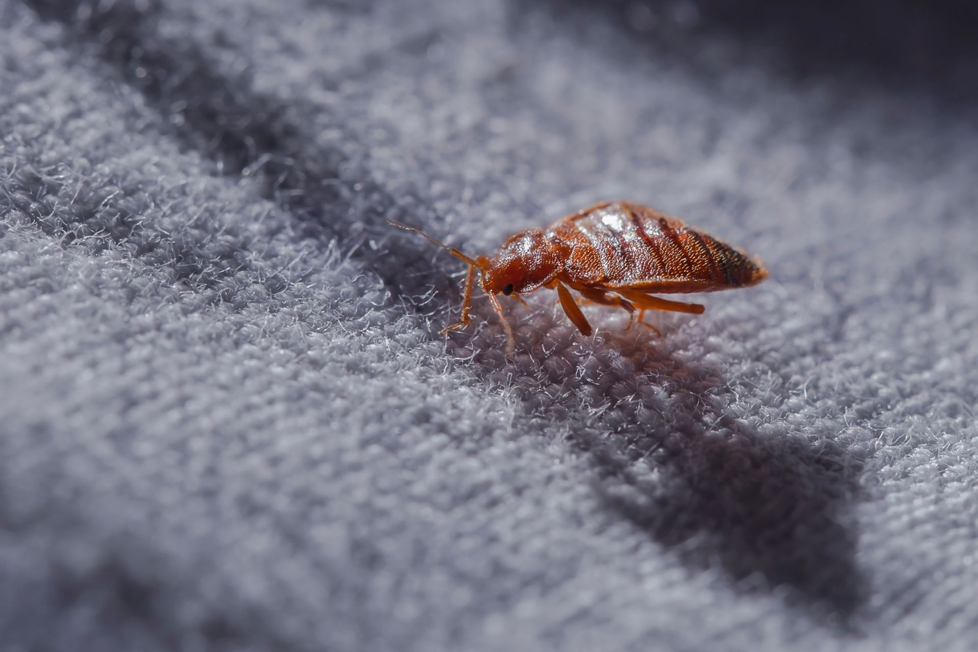 Small brown bed bug on gray fabric, lit by a narrow beam of light.